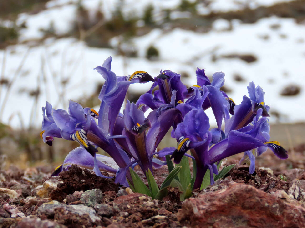 Konya’nın yükseklerinde baharın habercileri kendini gösterdi 4